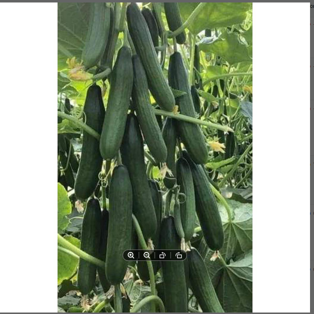 China%20High%20Germination%20Best%20Quality%20Green%20Cucumber%20Seed%20F1%20Hybrid%2010%20seeds%20-%20Image%202