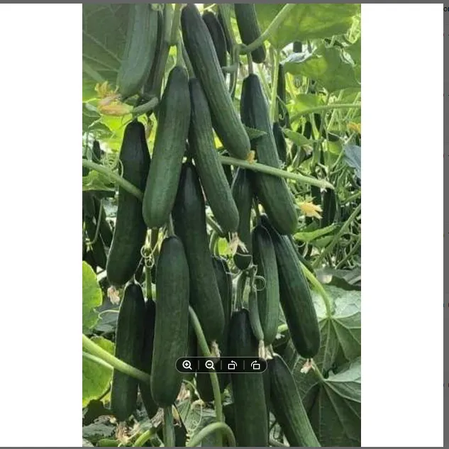 China%20High%20Germination%20Best%20Quality%20Green%20Cucumber%20Seed%20F1%20Hybrid%2010%20seeds%20-%20Image%202