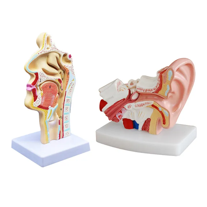 2020%20Hot%20Deals%202%20Pcs%20Human%20Anatomical%20Nasal%20Cavity%20Throat%20Anatomy%20Medical%20Model%20for%20Science%20Classroom%20Study%20Display%20Teaching%20Medical%20Model%201.5%20Times%20Human%20Ear%20Anatomy%20Model%20-%20Image%202
