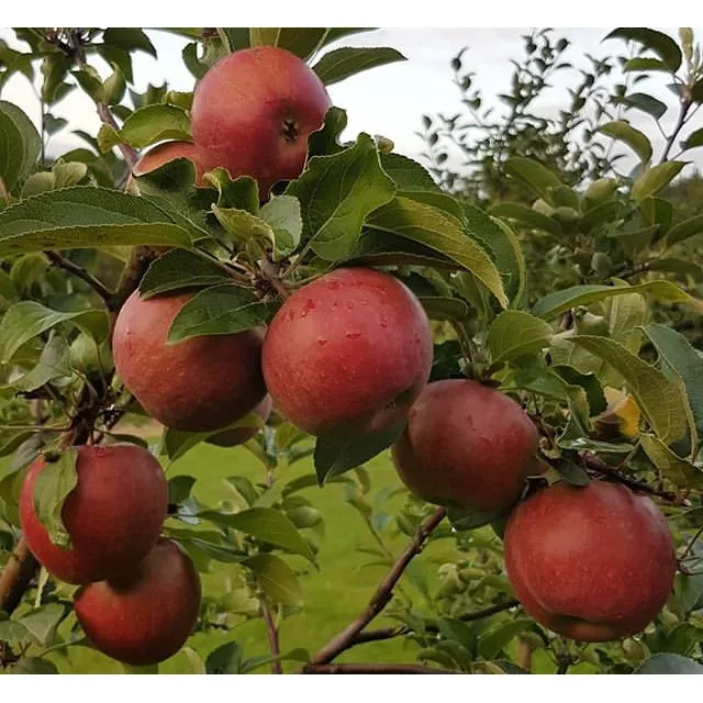 Apple%20Tree%20SeedS%20-15%20Pcs%20(Imported%20Global%20Seeds)**%20-%20Image%205