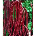 Hybrid Red String Beans Borboti 10 pcs Seeds. 