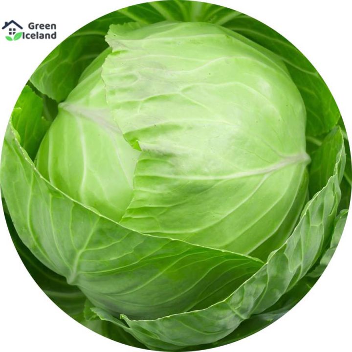 All%20Season%20Cabbage%20Seeds%20(%E0%A6%AC%E0%A6%BE%E0%A6%A7%E0%A6%BE%E0%A6%95%E0%A6%AA%E0%A6%BF%20%E0%A6%AC%E0%A7%80%E0%A6%9C)%20-%2010%20Pcs%20Seeds%20-%20Image%203