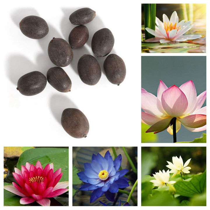 Exceptional%20Quality%20-%20Sholdnat%205%20Piece%20Seed%20Dwarf%20Padma%20Flower%20Mixed%20Color%20Small%20Water%20Lily%20Flower%20Seed%20Aquatic%20Plant%20-%20Sustainable%20Option%20-%20Image%203