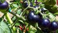 Black Tomato Seeds - 15 Seeds 99tk.