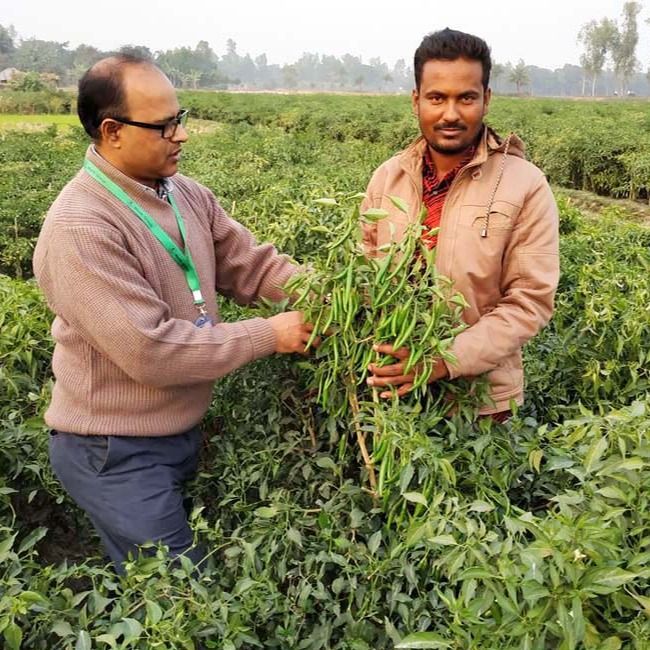 Bijli%20morich%20seed%2050%20pice%20+%20gift%20/%20long%20Chilli%20-%20Image%205