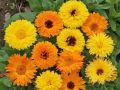 Calendula Flower - 15/30 pcs Seed - ক্যালেন্ডুলা ফুলের বীজ মিক্সড কালার হাইব্রিড বীজ - Mixed Color. 