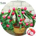 10 Pcs Natural Dragon Pitaya Fruit Seeds - 10 Pcs Seeds. 