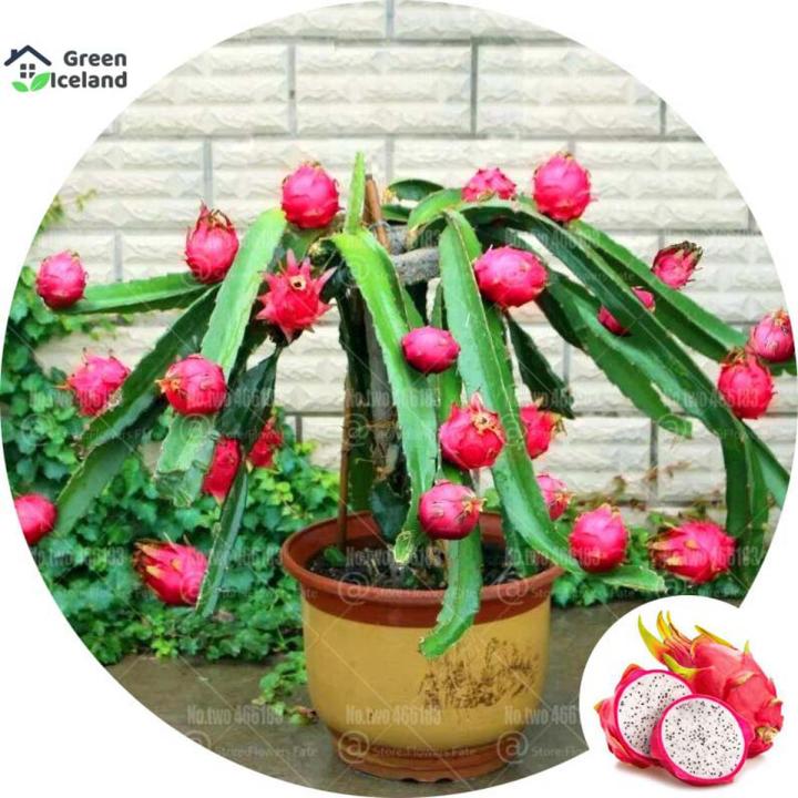 10 Pcs Natural Dragon Pitaya Fruit Seeds - 10 Pcs Seeds