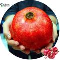 Sweet Pomegranate Bonsai Seeds - 20 Pcs Seeds.