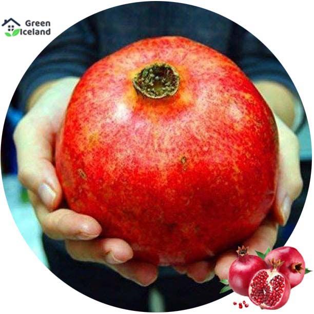 Sweet%20Pomegranate%20Bonsai%20Seeds%20-%2020%20Pcs%20Seeds%20-%20Image%206