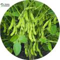 Organic Soybean Tree Seeds 30 Pcs Seeds. 
