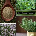 Thyme Seed. 