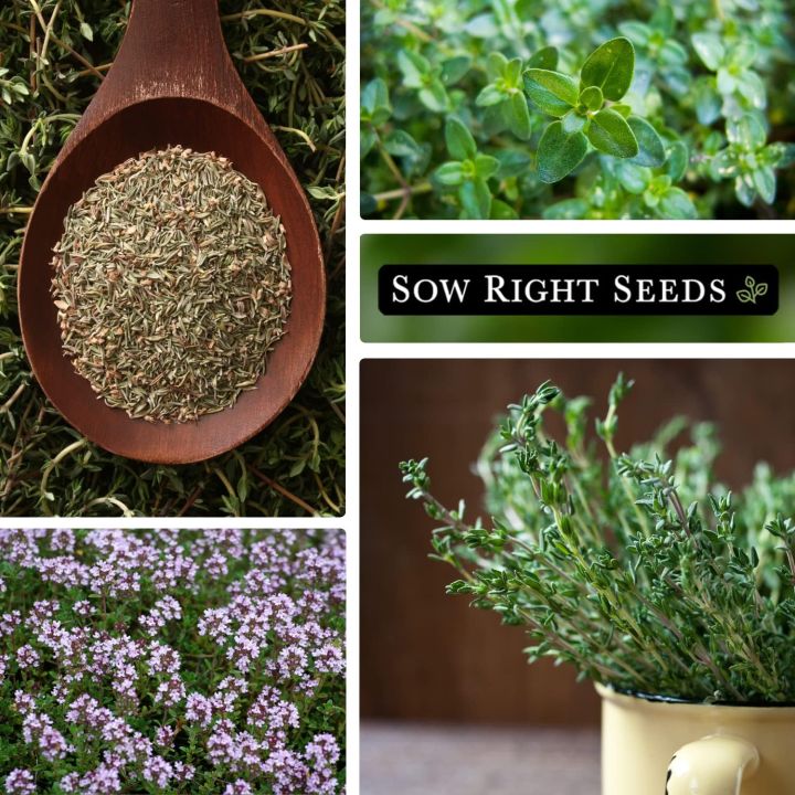 Thyme%20Seed%20-%20Image%203