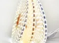 Led Light Strip 220V SMD 5050 Outdoor Waterproof Warm White LedStrip AC 220 V Volt Led Strip 220V For Room Bedroom With EU Plug. 