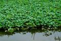 Hybrid Organic Kangkong Water Spinach Seeds (কলমী শাক বীজ) - 50 Pcs Seeds.