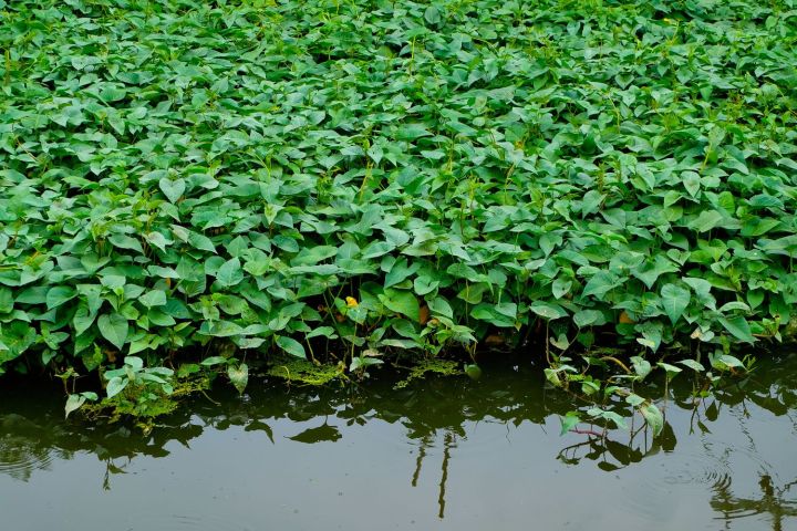Hybrid%20Organic%20Kangkong%20Water%20Spinach%20Seeds%20(%E0%A6%95%E0%A6%B2%E0%A6%AE%E0%A7%80%20%E0%A6%B6%E0%A6%BE%E0%A6%95%20%E0%A6%AC%E0%A7%80%E0%A6%9C)%20-%2050%20Pcs%20Seeds%20-%20Image%205