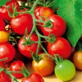 All Season Red Tomato Seeds - 30 Pcs Seeds. 