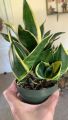 Snake plant indoor/outdoor plants. 