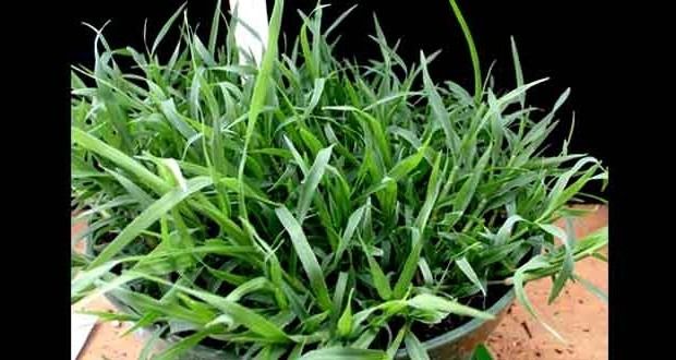 Dubba%20Grass%20Seed%20-%2020%20gm%20-%20%E0%A6%A6%E0%A7%82%E0%A6%B0%E0%A7%8D%E0%A6%AC%E0%A6%BE%20%E0%A6%98%E0%A6%BE%E0%A6%B8%E0%A7%87%E0%A6%B0%20%E0%A6%AC%E0%A7%80%E0%A6%9C%20%E0%A7%A8%E0%A7%A6%20%E0%A6%97%E0%A7%8D%E0%A6%B0%E0%A6%BE%E0%A6%AE%20%E0%A6%AC%E0%A6%BE%20%E0%A6%AA%E0%A7%8D%E0%A6%B0%E0%A6%BE%E0%A7%9F%20%E0%A7%AA%E0%A7%A6%E0%A7%A6%E0%A7%A6+%20%E0%A6%9F%E0%A6%BF%20%E0%A6%AC%E0%A7%80%E0%A6%9C%20-%20Image%206