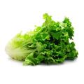 Hybrid Lettuce leaf plant (Letus pata) organic seeds 55 pieces.