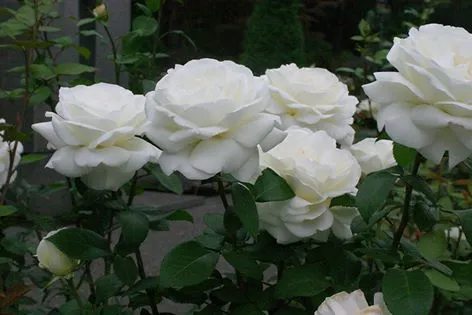 30%20Pcs%20WhiteColour%20Roses%20Flower%20Seeds%20-%2030Pcs%20Seeds%20Seeds%20-%20Image%206