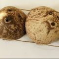 Set of 6 Hanging Coconut Planter Set w/ Drainage Hole- Perfect for Succulents, Flowers, Small Plants, Indoor & Outdoor Gardens- Handcarved by Artisans, Eco-Friendly & Sustainable. 
