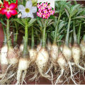 Adenium Obesum Plant Six+ inch Size - 1Pc Plant.