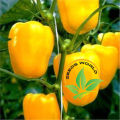 Capcicum Green/red/yellow mix seed (20 seeds). 
