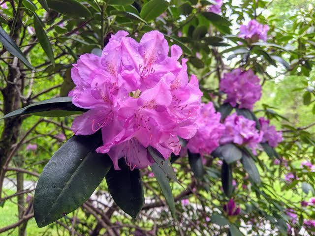 All%20Season%20Rodendro%20flower%20Hybrid%20seeds%2030%20pice%20+%20gift%20-%20Image%203