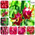 20 Pcs All Season Dragon Pitaya Fruit Seeds - 20 Pcs Seeds. 