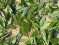 Tejpata (Bay Leaves) Loose -250Gm. 