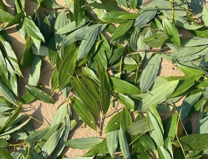 Tejpata%20(Bay%20Leaves)%20Loose%20-250Gm%20-%20Image%203