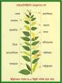Boron Fertilizer: Foliarel Boron 100gm. 