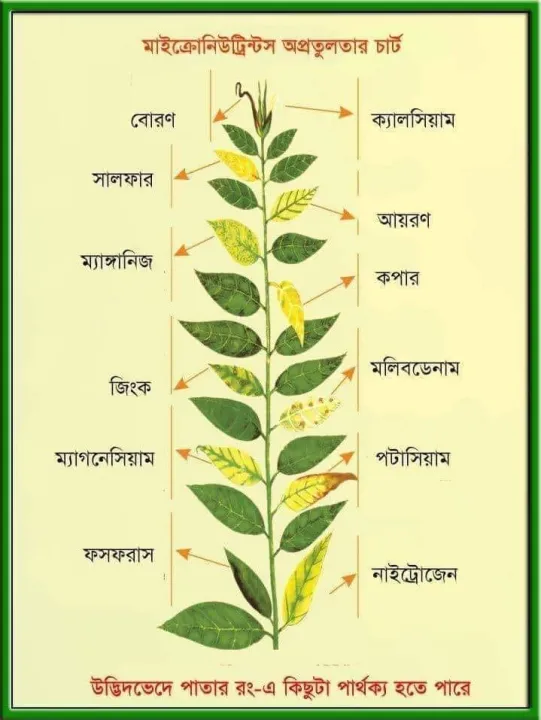 Boron%20Fertilizer:%20Foliarel%20Boron%20100gm%20-%20Image%204