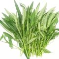 Hybrid original deshi green leaf kolmi shak/water spinach seeds 5gm seeds. 