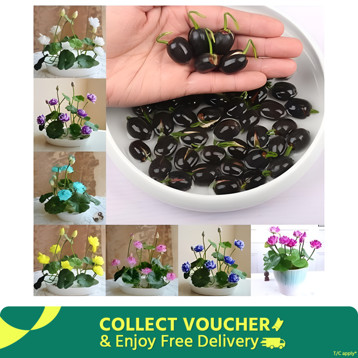 All Season Bonsai Bowel Lotus Flowers Seeds 5Pcs Seeds