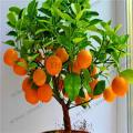 Edible Dwarf Orange Tree Garden, Fruit Mandarin Seeds-30Pcs Seeds. 