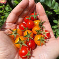 Hybrid Cherry Tomato Mix seeds 25 pis. 