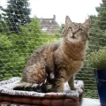 2X1.5M Cat Balcony Protection Net Pet Balcony Protection Net for Prevents Cats From Escaping or Falling From Balcony. 