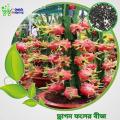 All Season Dragon Fruits Seeds 17 Pis + Gift. 