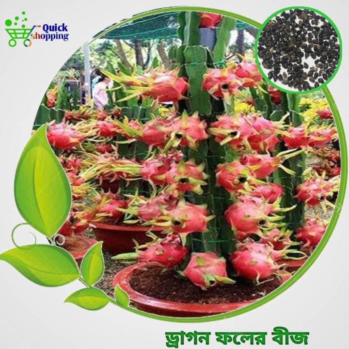 All Season Dragon Fruits Seeds 17 Pis + Gift