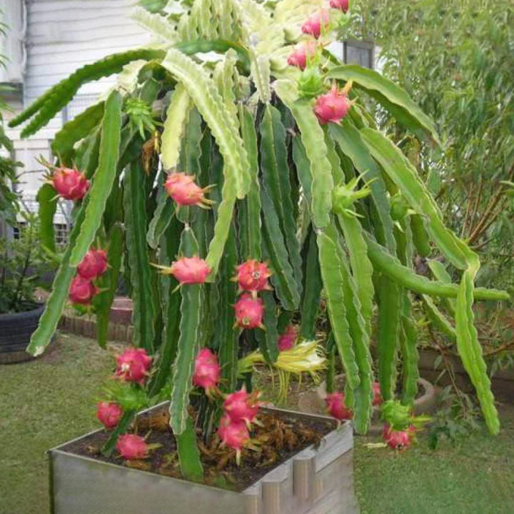 Dragon Tree Cutting for Plantation (5 Pieces) -