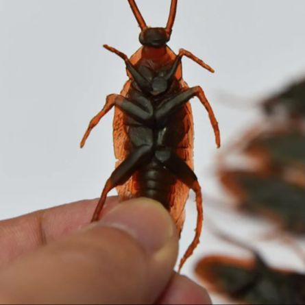 Funny%20toy%20Fake%20Cockroach%20Novelty%20Roaches%20Bugs%20Realistic%20Insects%20toy%20Prank%20Simulation%20Tricky%20Disgusting%20Scary%20Spoof%20toy%205%20pcs%20-%20Image%206