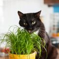 Organic Cat Grass Seed Pack - Healthy Lawn for Cats, Pet Greens, New, Ideal for Outdoor/Indoor Use.