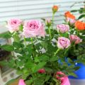 Rose Bonsai Miniature Rose bonsai A Little Cute Plants For Miniature Garden Plant Potted Gift Flower plant & seeds (বীজ). 