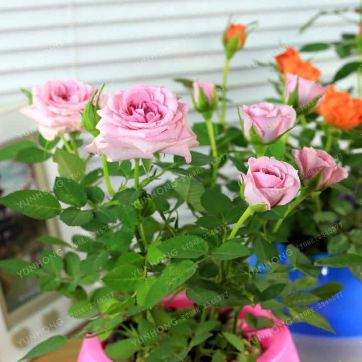 Rose%20Bonsai%20Miniature%20Rose%20bonsai%20A%20Little%20Cute%20Plants%20For%20Miniature%20Garden%20Plant%20Potted%20Gift%20Flower%20plant%20&%20seeds%20(%E0%A6%AC%E0%A7%80%E0%A6%9C)%20-%20Image%206