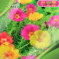 Portulika/Tayra Flower Seeds 15 seed. 