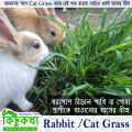 Rabbit Grass Seed - 10/20/50 Gram Seed For Rabbit Cat and Other Animal Eating Grass.