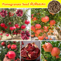 All Season Sweet Pomegrante Bedana - 20+ Seeds. 