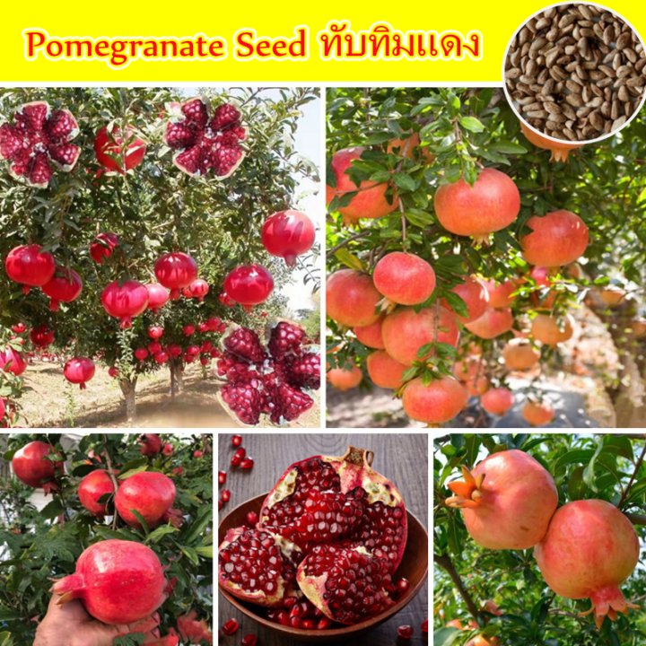 All%20Season%20Sweet%20Pomegrante%20Bedana%20-%2020+%20Seeds%20-%20Image%205